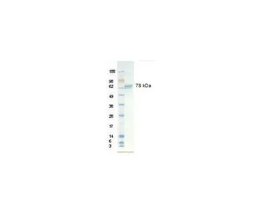 62-8388-99　维曲宁，人重组;500μg　08-126