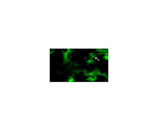 62-8394-52　慢Britic (TM) GFP-Tubulin慢病毒生物传感器　17-10206