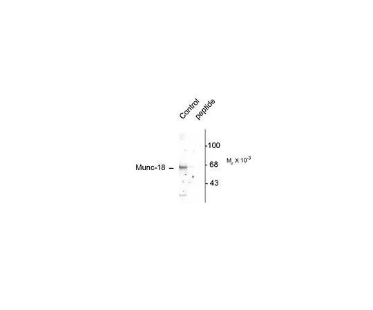 62-8453-70　抗磷-Munc-18 (Ser515);100μL　AB9842