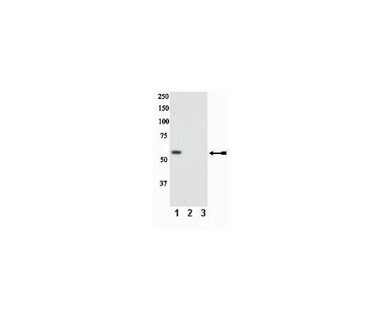 62-8386-94　抗磷PTEN (Ser370);100μL　07-889