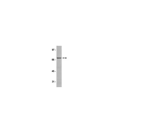 62-8368-44　抗Raf-1,克隆AM223;100μL　04-739