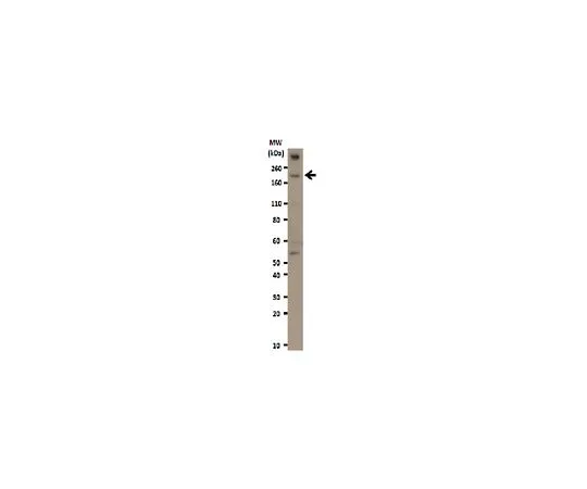 62-8389-13　抗REST;100μg　09-019