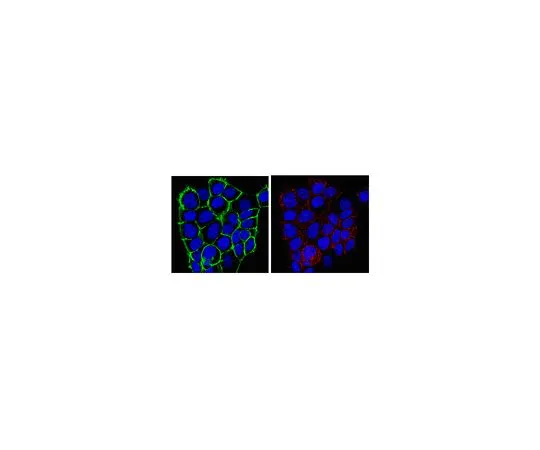 62-8382-76　防炸薯条7号;100μg　06-1063