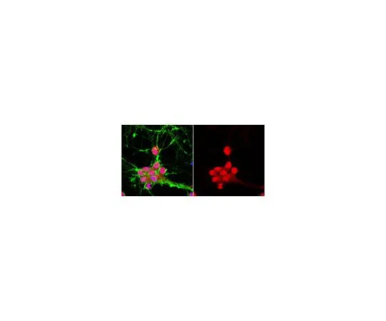 62-8465-46　反Fox-3;100μg　ABN51