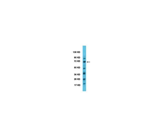 62-8446-39　抗BMAL1;50μL　AB2204
