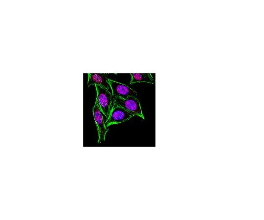 62-8388-30　反Hua;100μL　07-1735