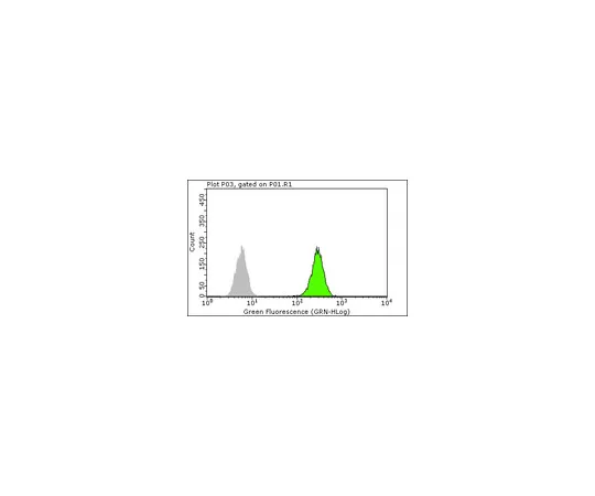 62-8374-13　反cJun,克隆6E4.4;100μg　05-1076