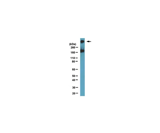 62-8369-39　抗SMRT,克隆1SM-1E7;100μL　04-1551