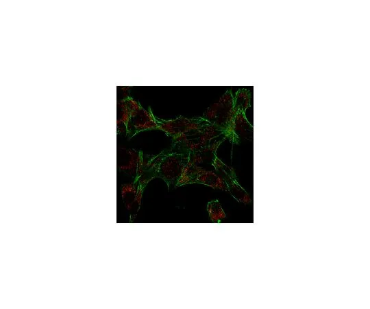 62-8383-05　反Ipaf (NLRC4);100μg　06-1125