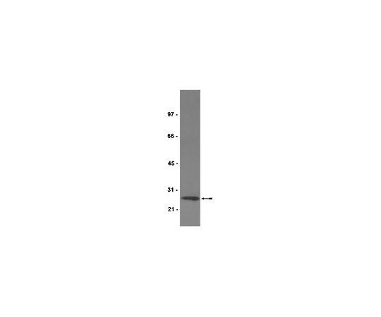 62-8382-51　抗锰SOD;200μg　06-984