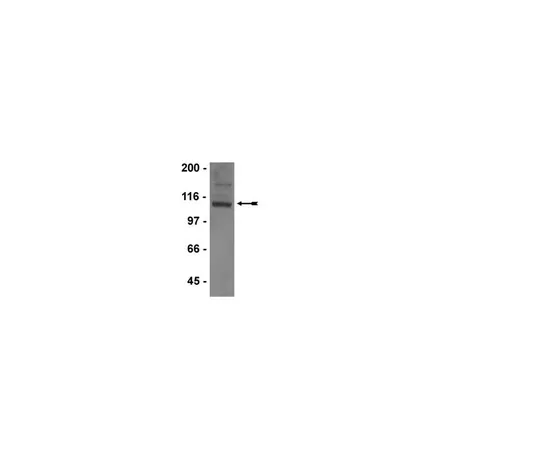 62-8368-82　抗GluR1,克隆C3T;100μL　04-855