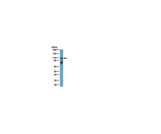 62-8444-81　抗肌球蛋白X;100μL　AB1094