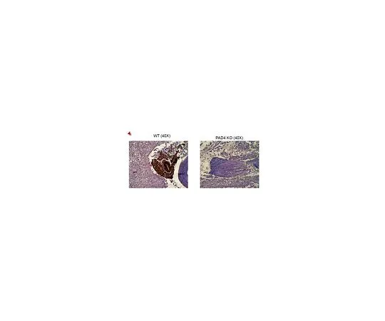62-8385-85　抗组蛋白H4 (瓜氨酸3);200μL　07-596