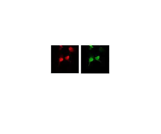 62-8447-19　抗绿色荧光蛋白;50μg　AB3080