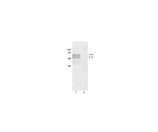 62-8372-21　抗酪氨酸酶，克隆T311;200μg　05-647