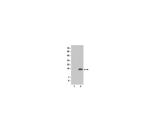 62-8384-34　抗乙酰组蛋白H2A (Lys9);200μL　07-289