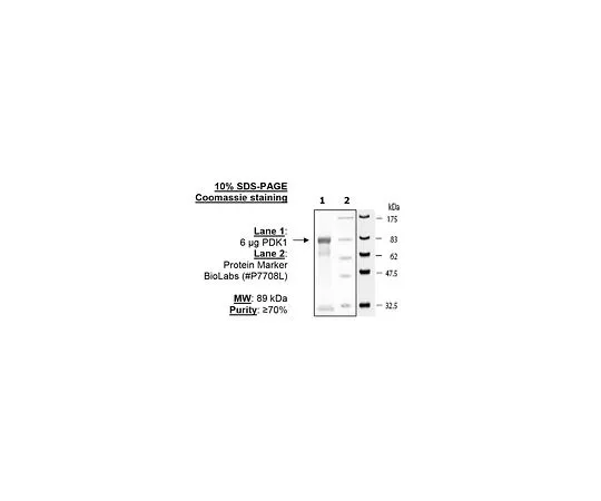 62-8391-50　PDK1　14-452-D