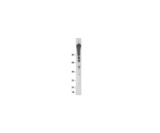 62-8392-27　抗磷酪氨酸，重组克隆4G10R,琼脂糖缀合物;1毫克　16-199