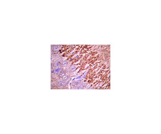 62-8445-21　抗突触酶I;10μg　AB1543P