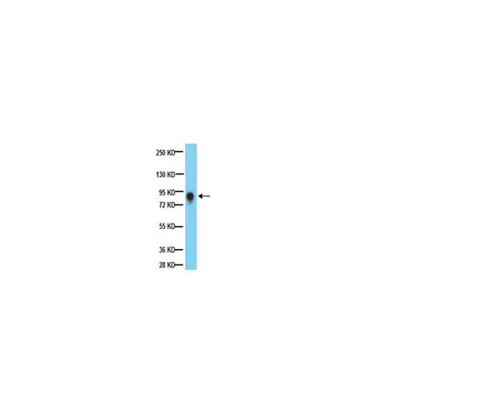 62-8374-88　抗PTP-PEST,克隆AG25;100μL　05-1417