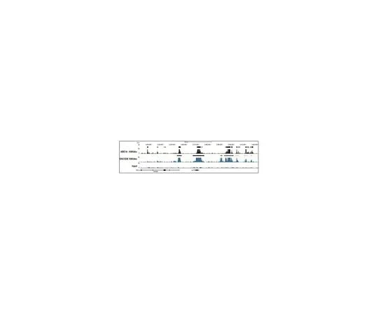 62-8459-94　抗乙酰基组蛋白H3 (Lys9);100μg　ABE18