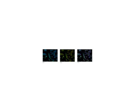 62-8383-77　反Sirt1;200μL　07-131