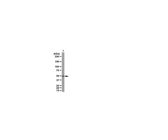 62-8446-51　反PAX6;100μg　AB2237