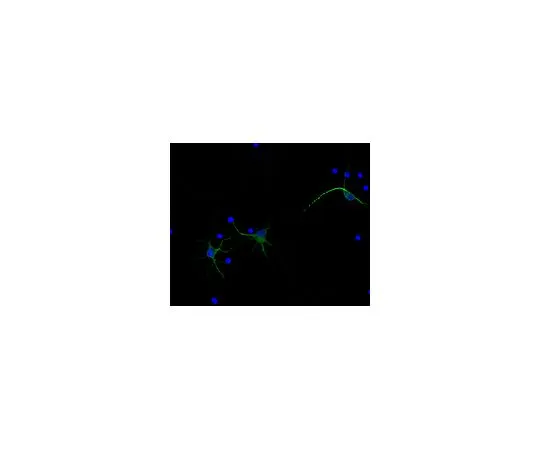 62-8446-78　抗MAP2, Alexa Fluor (R) 488结合抗体AB2290A4　AB2290A4