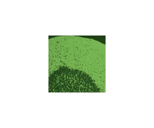 62-8451-89　抗血管性谷氨酸转运蛋白1;50μL　AB5905