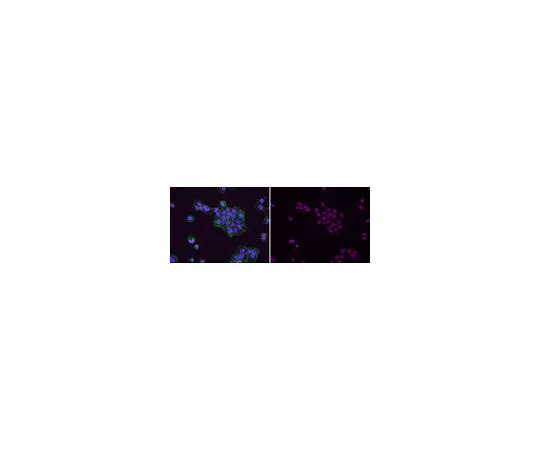62-8382-43　抗乙酰基-组蛋白H3 (Lys9) 抗体，Alexa Fluor (R) 647共轭　06-942-AF647