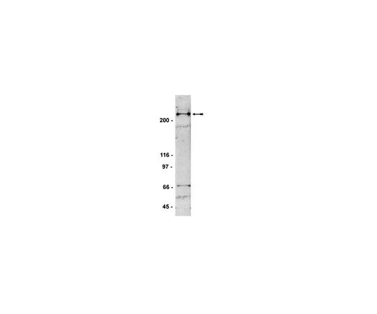 62-8372-62　抗53BP1,克隆BP13;200μg　05-726