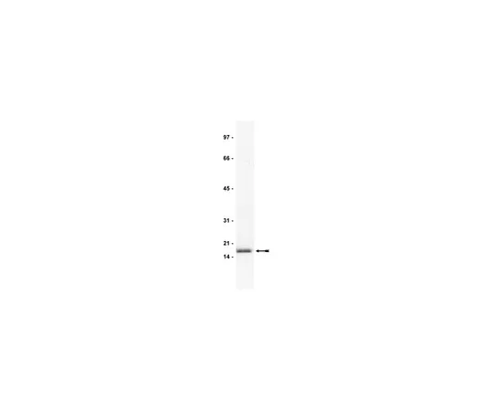 62-8370-41　抗FGF-2/碱性FGF,克隆bFM-2;500μg　05-118