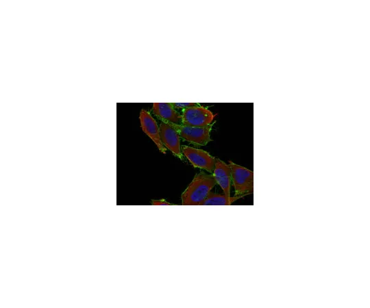 62-8368-65　抗NFAT1,克隆8G4.2;100μg　04-804