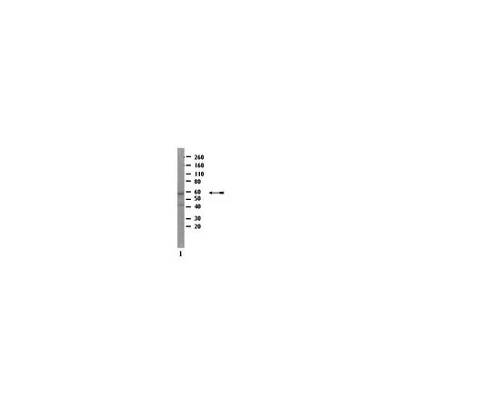62-8388-49　抗MBD1, C末端;100μg　7-54