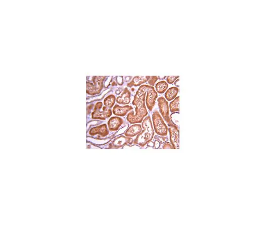 62-8389-80　抗PI3激酶，p110β;100μL　09-482