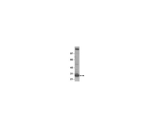 62-8373-80　抗ORC6,克隆3A4;50μL　05-938