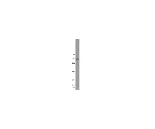 62-8371-90　抗HSP90;100μg　05-594