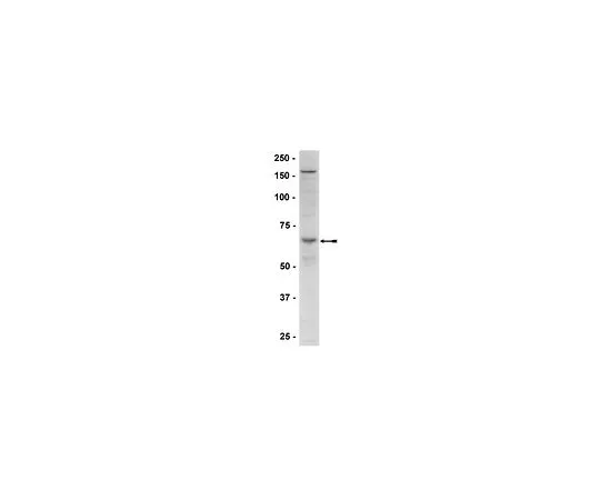 62-8385-97　APHOSPHO-AMPK (THR172) 200UL　07-626