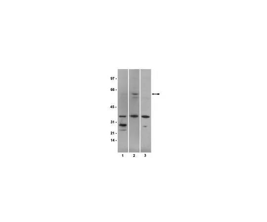 62-8381-92　抗磷酰胺1 (Ser463/465);100μg　06-702