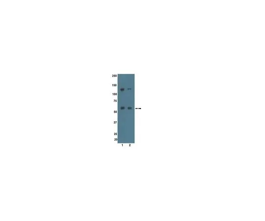 62-8389-41　抗ALK7;200μL　09-158