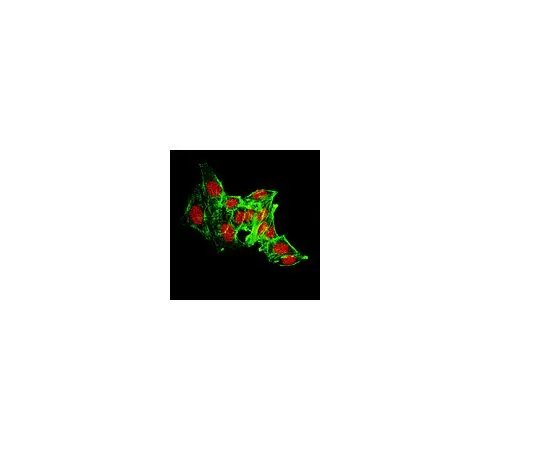 62-8388-07　Anti-JMJD4 (N末端);100μg　07-1538