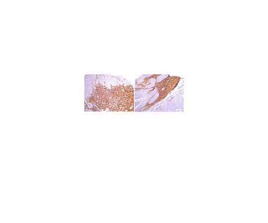 62-8454-75　抗骨桥蛋白，aa75-90;100μL　AB10910