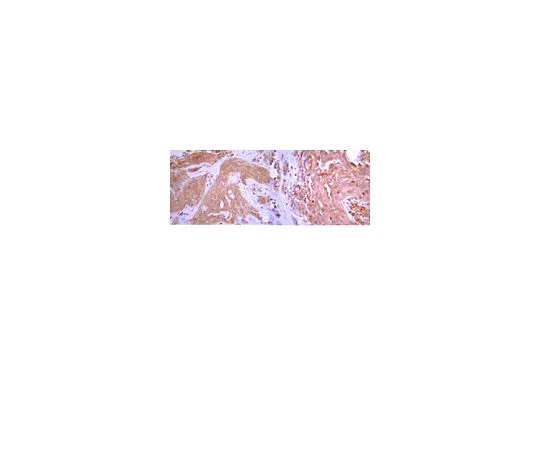62-8454-76　抗骨钙素，a59-74;100μL　AB10911