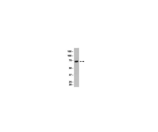 62-8386-45　抗逆转录病毒;100μL　07-728