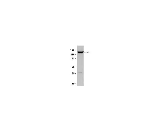 62-8386-36　抗SMC2/hCAP-E;100μL　07-710