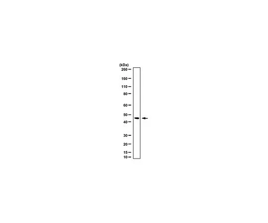 62-8458-67　反FANCF　ABC519