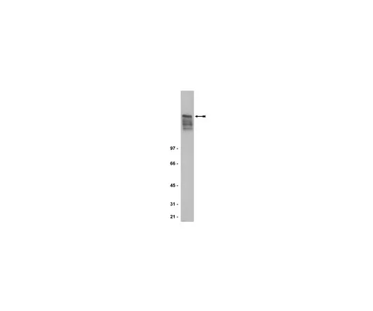 62-8370-79　抗MAP2,克隆5F9;200μg　05-346