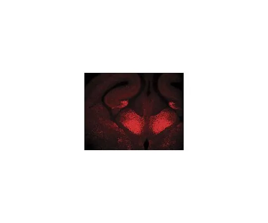 62-8450-24　抗Prox 1;100μL　AB5475