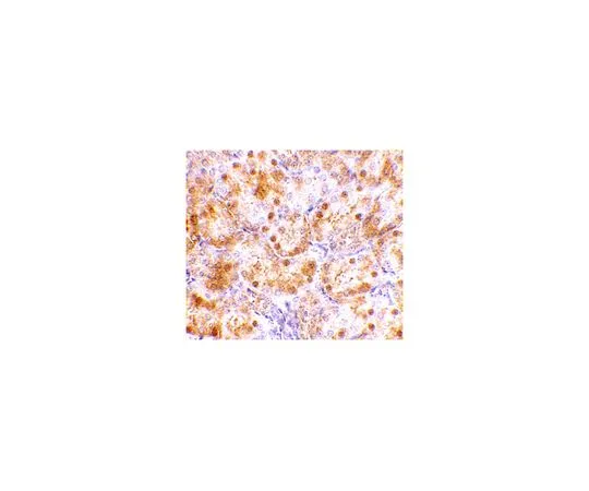62-8466-81　抗NENF　ABN352