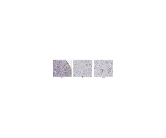 62-8466-19　抗IL-12α抗体，猫。不，是ABN213　ABN213